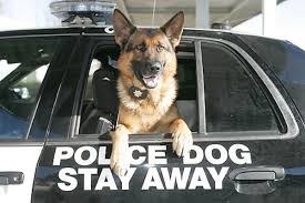 When can police use drug dogs